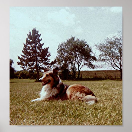 Pippin in het veld poster (Voorkant)