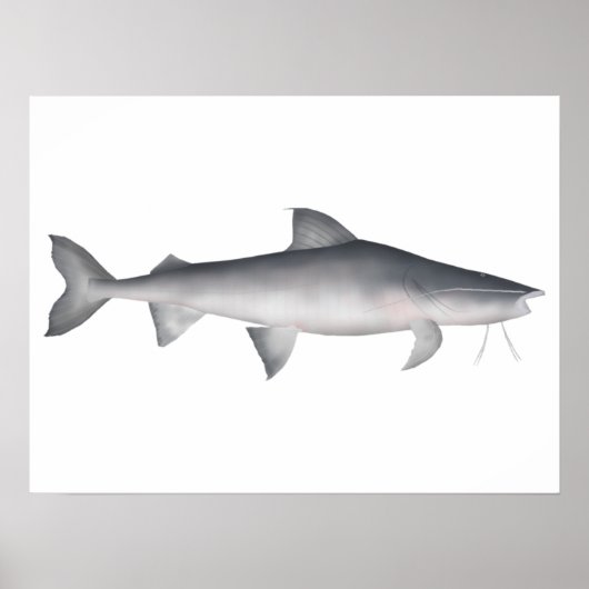 Piraiba Poster (Voorkant)