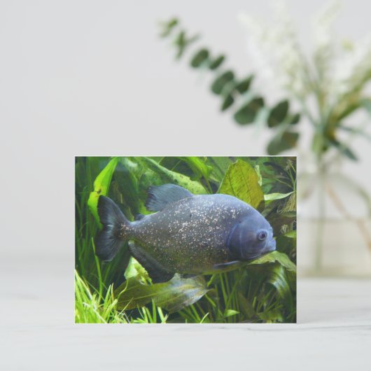 piranha briefkaart (Staand voorkant)