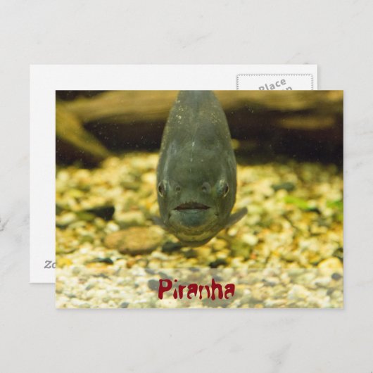 piranha briefkaart (Voorkant / Achterkant)