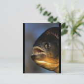 Piranha Close-up Briefkaart (Staand voorkant)