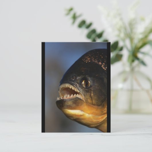 Piranha Close-up Briefkaart (Staand voorkant)