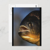 Piranha Close-up Briefkaart (Voorkant / Achterkant)