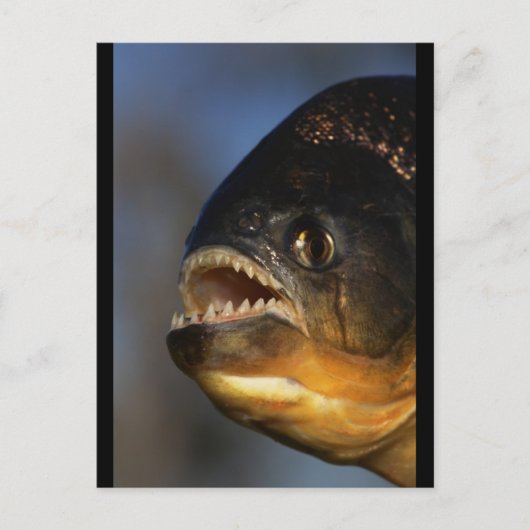 Piranha Close-up Briefkaart (Voorkant)