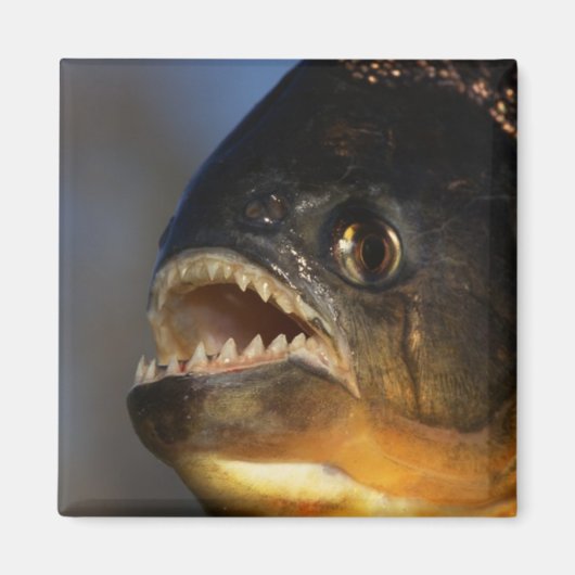 Piranha Close-up Magneet (Voorkant)