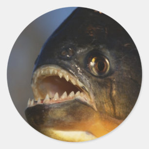 Piranha Close-up Ronde Sticker