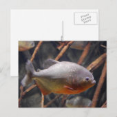 Piranha - Onaantrekkelijke bruine vis Briefkaart (Voorkant / Achterkant)