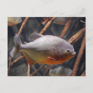 Piranha - Onaantrekkelijke bruine vis Briefkaart