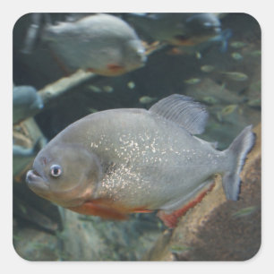 Piranha vis zwemmen kleur foto vierkante sticker
