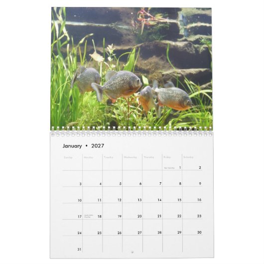 Piranhas Wall Calendar Kalender (Jan 2027)
