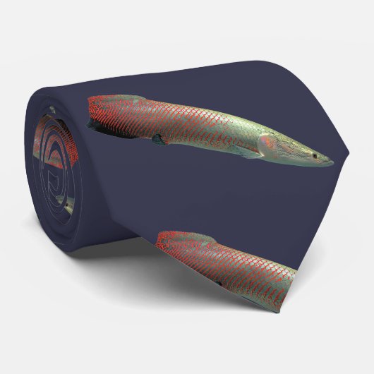 Pirarucu , Arapaima gigas ネ タ イ Stropdas (Opgerold)