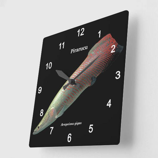 Pirarucu , Arapaima gigas Vierkante Klok (Hoek)