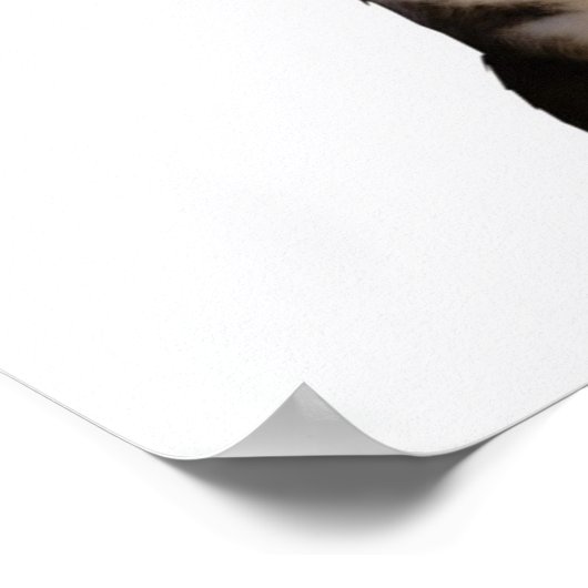 Pirate Cat Poster (Hoek)