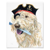 Pirate Cream Labradoodle Foto Afdruk (Voorkant)