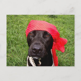 Pirate dog, black lab, red hankerchief groene gras briefkaart