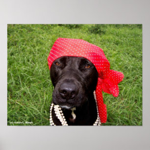 Pirate dog, black lab, red hankerchief groene gras poster