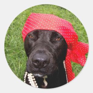 Pirate dog, black lab, red hankerchief groene gras ronde sticker