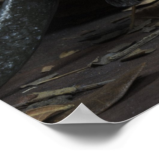 Pirate Skulls poster (Hoek)