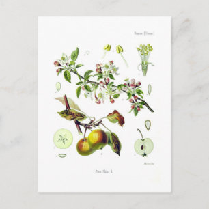 Pirus malus (Malus domestica) Briefkaart