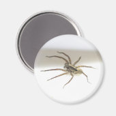 Pisaurana mira Male Magnet (Voorkant / Achterkant)