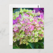 Pistache Kleurhortensia Briefkaart (Voorkant / Achterkant)