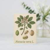 Pistache ware ansichtkaart briefkaart (Staand voorkant)