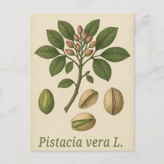 Pistache ware ansichtkaart briefkaart