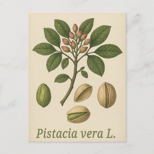 Pistache ware ansichtkaart briefkaart (Voorkant)