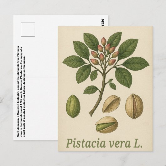 Pistachio vera Postcard Briefkaart (Voorkant / Achterkant)