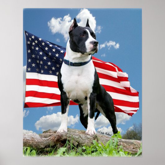 Pit bull (American Staffordshire Terrier) poster (Voorkant)