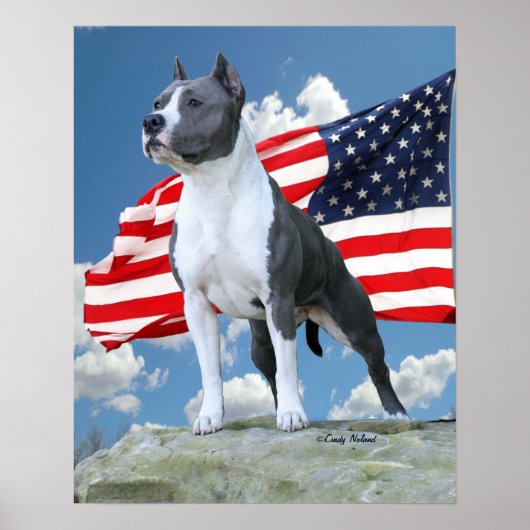 Pit Bull (Amerikaans Staffordshire Terrier) poster (Voorkant)