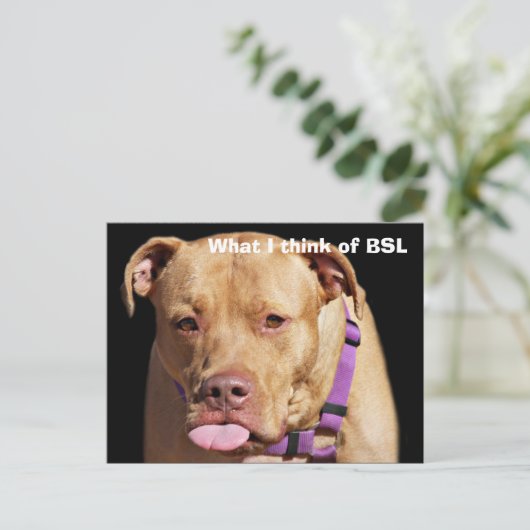 Pit Bull Briefkaart (Staand voorkant)