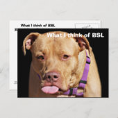 Pit Bull Briefkaart (Voorkant / Achterkant)