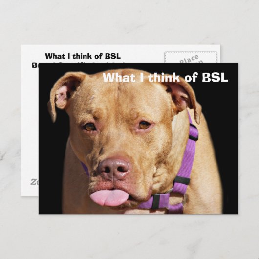 Pit Bull Briefkaart (Voorkant / Achterkant)