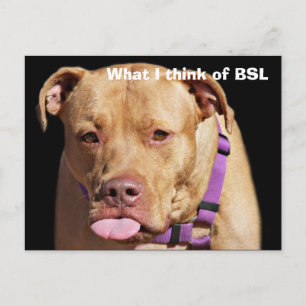 Pit Bull Briefkaart