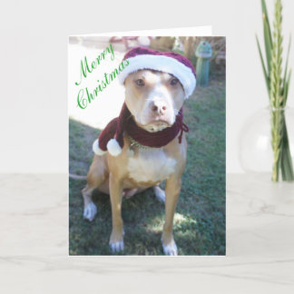 Pit Bull Christmas Kaart