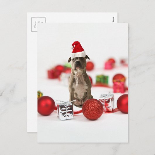 Pit Bull Dog met cadeaudoos en kerstversieringen Feestdagenkaart (Voorkant / Achterkant)