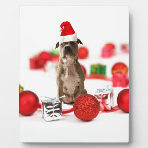 Pit Bull Dog met cadeaudoos en kerstversieringen Fotoplaat