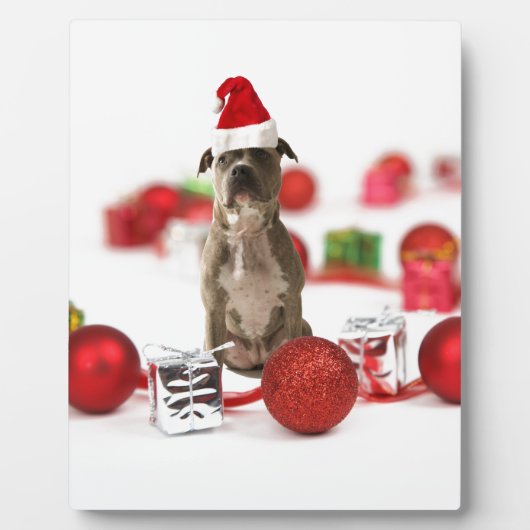 Pit Bull Dog met cadeaudoos en kerstversieringen Fotoplaat (Voorkant)