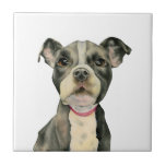 Pit Bull Dog Waterverf Painting Tegeltje<br><div class="desc">Dit is een schilderij van de waterverf van een zwarte en witte pit-stip. Het is een close-up van de hond met grote hoopvolle ogen. Dit is geschilderd op geperst papier met Daniel Smith waterverf verven.</div>