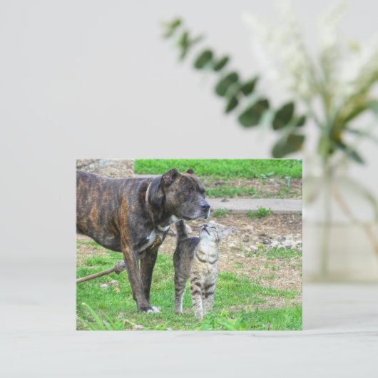 Pit Bull en Cat Briefkaart (Staand voorkant)