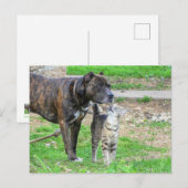 Pit Bull en Cat Briefkaart (Voorkant / Achterkant)