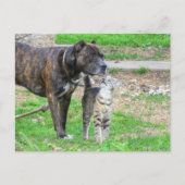 Pit Bull en Cat Briefkaart (Voorkant)