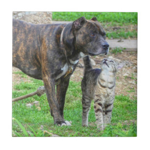 Pit Bull en Cat Tegeltje