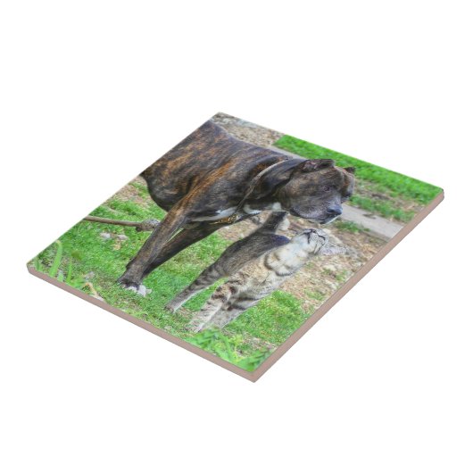 Pit Bull en Cat Tegeltje (Zijkant)