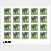 Pit Bull en Cat Vierkante Sticker (Vel)