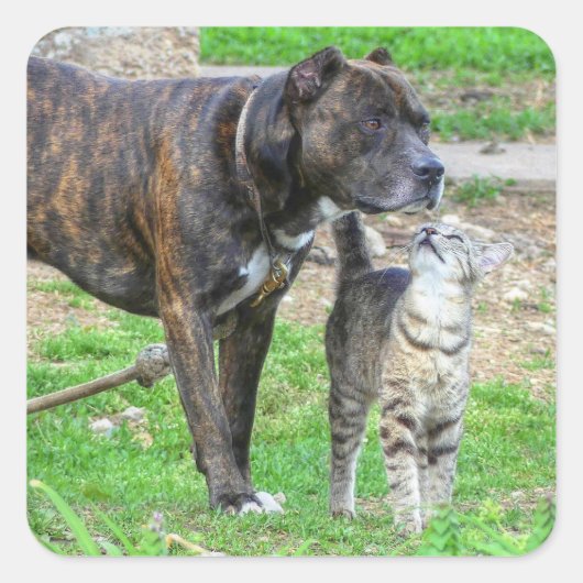 Pit Bull en Cat Vierkante Sticker (Voorkant)
