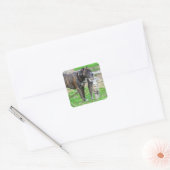 Pit Bull en Cat Vierkante Sticker (Envelop)