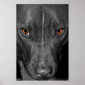 Pit Bull Eyes. In zwart-wit en kleur Poster (Voorkant)
