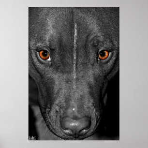 Pit Bull Eyes. In zwart-wit en kleur Poster